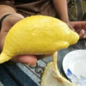 Profile photo of Auliasyah Nurdin Abdul Qadir