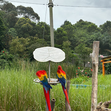 Profile photo of asyraaf